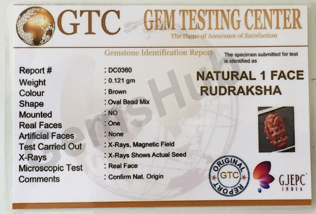 1 Face/Mukhi Certified Indonesian Rudraksha